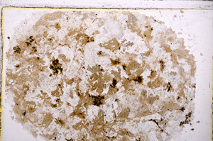 Plane Polarized, E25501
