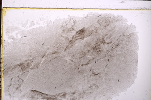 Plane Polarized, E25524