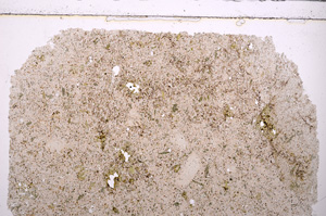 Plane Polarized, E25563