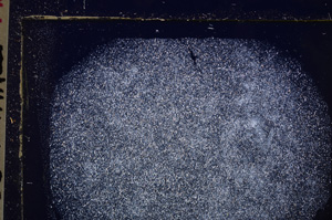 Cross Polarized, E25570