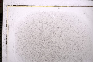 Plane Polarized, E25570