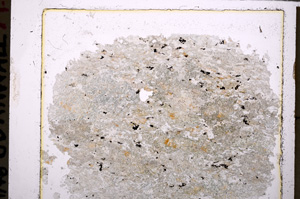 Plane Polarized, E25573