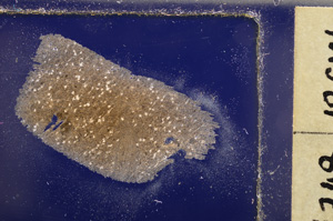 Cross Polarized, E25631