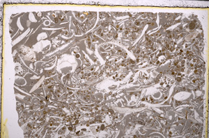 Plane Polarized, E25642