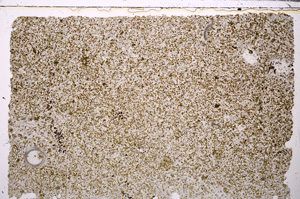 Plane Polarized, E25652