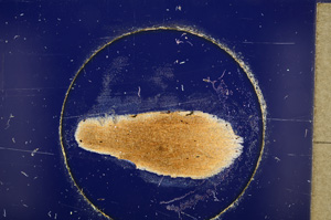 Cross Polarized, E26029