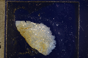 Cross Polarized, E26033