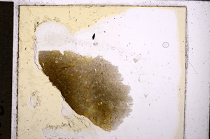 Plane Polarized, E26033