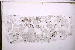 Plane Polarized, E26210