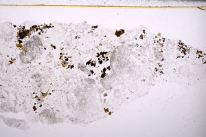 Plane Polarized, E26216