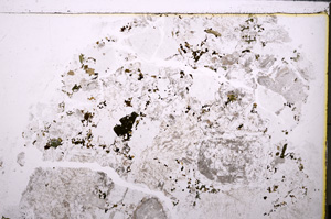 Plane Polarized, E26217