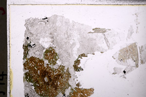 Plane Polarized, E26218