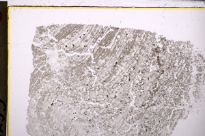 Plane Polarized, E26238