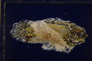 Cross Polarized, E26293