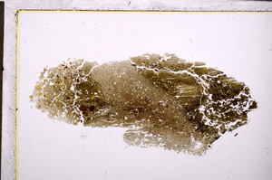 Plane Polarized, E26293