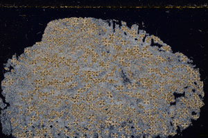 Cross Polarized, E26314