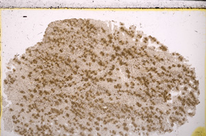 Plane Polarized, E26314