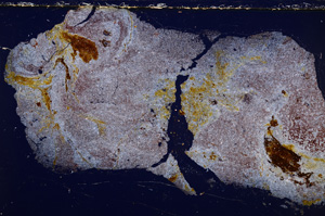 Cross Polarized, E26363