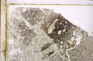 Plane Polarized, E26426