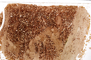 Plane Polarized, E26521