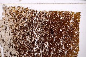 Plane Polarized, E26544