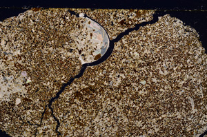 Cross Polarized, E26546