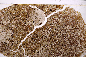 Plane Polarized, E26546