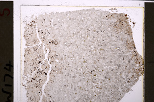 Plane Polarized, E26548