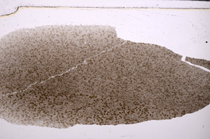 Plane Polarized, E26561