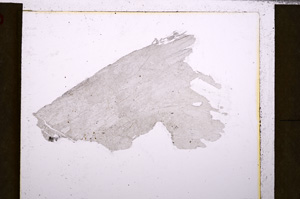 Plane Polarized, E26563