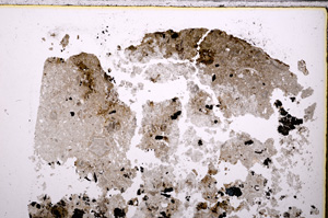 Plane Polarized, E26571