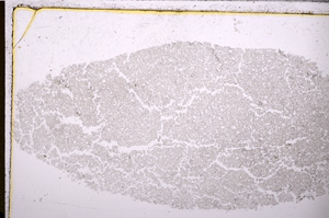 Plane Polarized, E26594