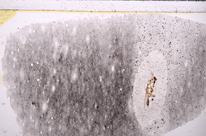 Plane Polarized, E26621