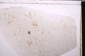 Plane Polarized, E26623