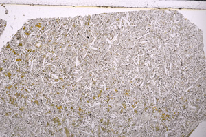 Plane Polarized, E26661
