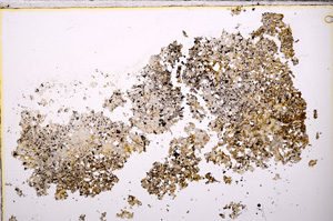 Plane Polarized, E26713