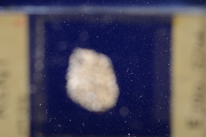 Cross Polarized, E26763