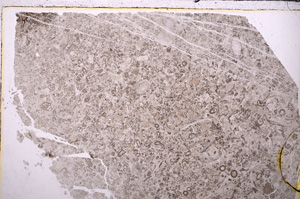 Plane Polarized, E26777