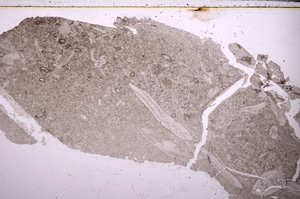 Plane Polarized, E26778