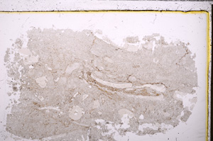 Plane Polarized, E26780