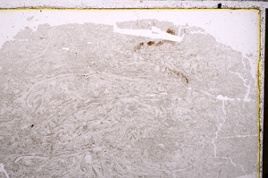 Plane Polarized, E26781