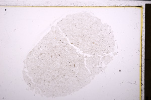 Plane Polarized, E26783