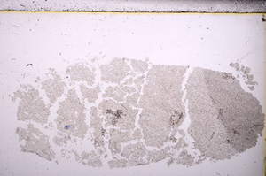 Plane Polarized, E26784