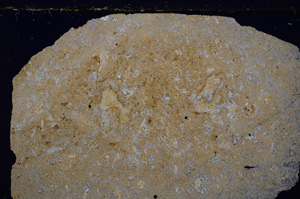 Cross Polarized, E26795
