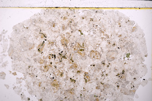 Plane Polarized, E26796