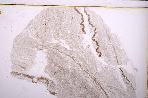 Plane Polarized, E26827