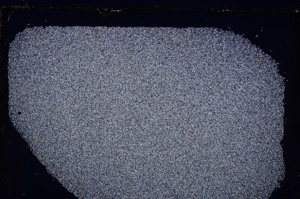 Cross Polarized, E26831