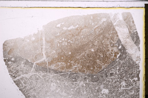 Plane Polarized, E26961