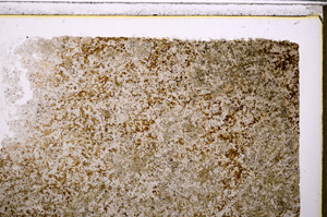 Plane Polarized, E27147