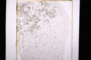 Plane Polarized, E27181
